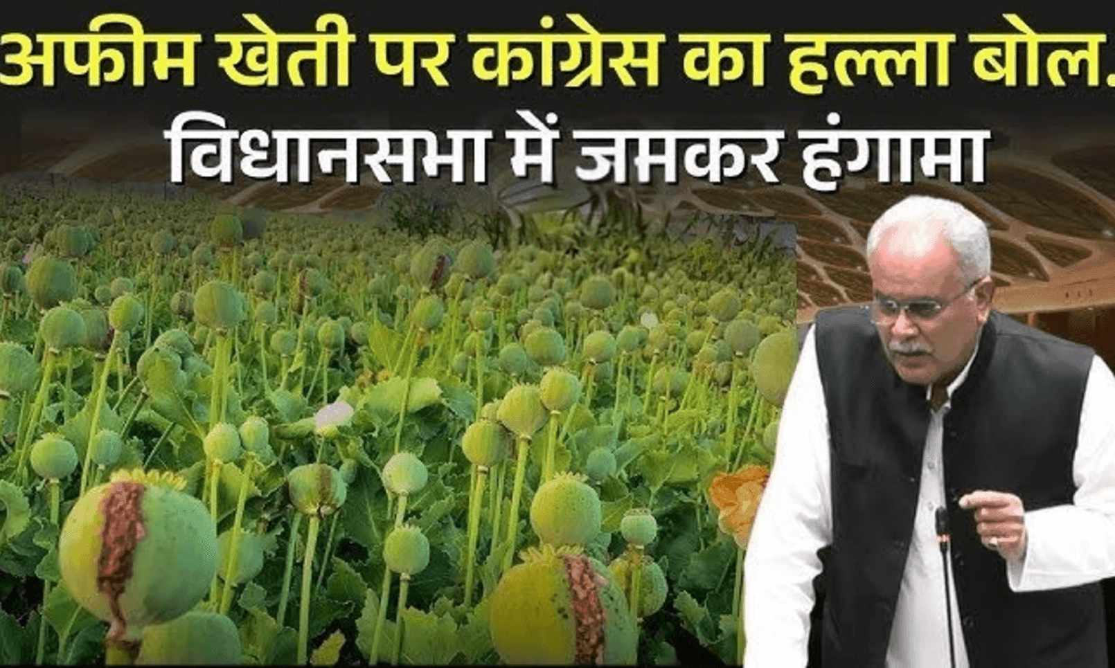 ​छत्तीसगढ़ विधानसभा में गूंजा अफीम की खेती का मुद्दा: विपक्ष ने सरकार को घेरा, जांच दल गठन की मांग