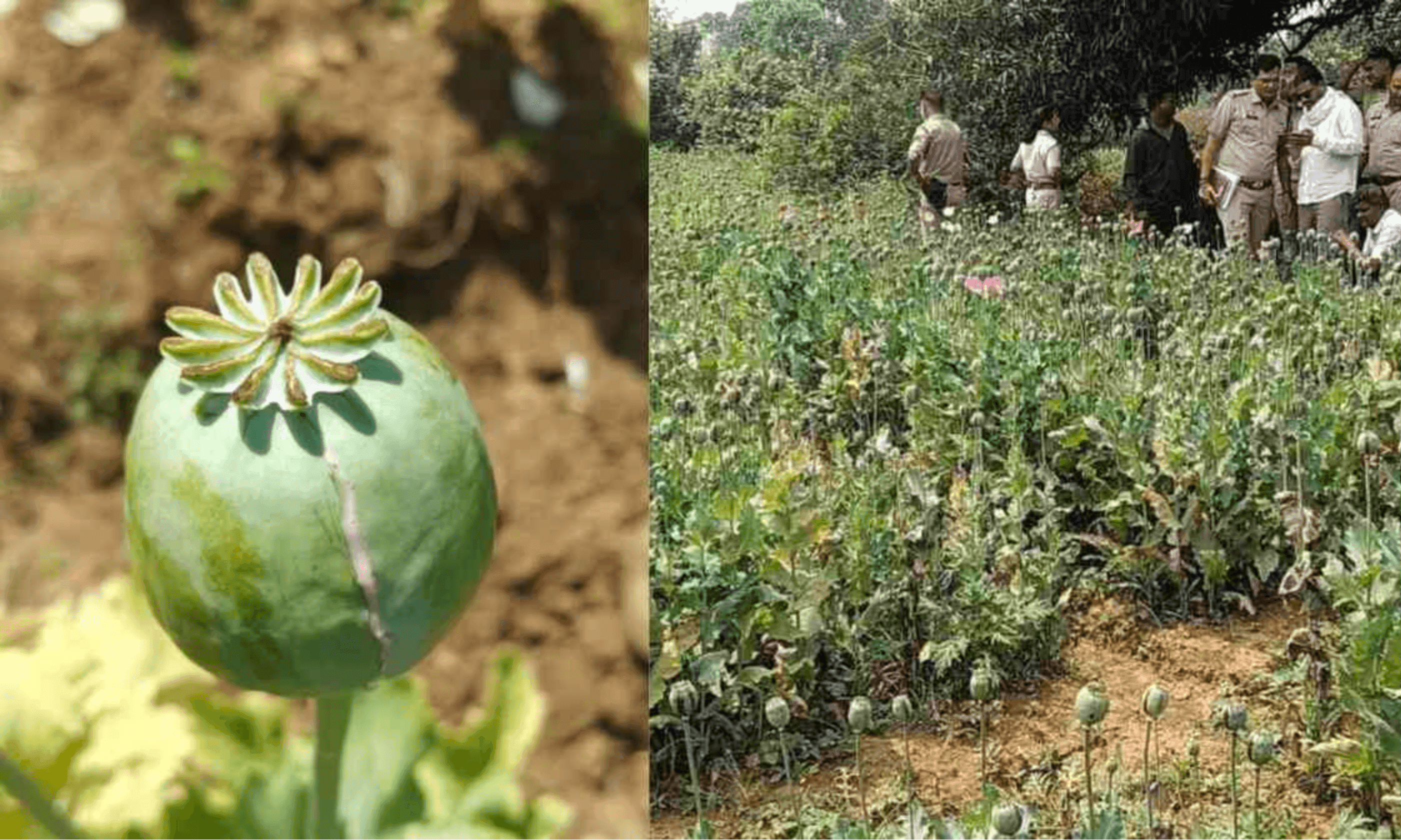 छत्तीसगढ़ में अफीम की बढ़ती जड़ें: दुर्ग, बलरामपुर और तमनार के बाद अब लैलूंगा में अफीम की खेती का भंडाफोड़