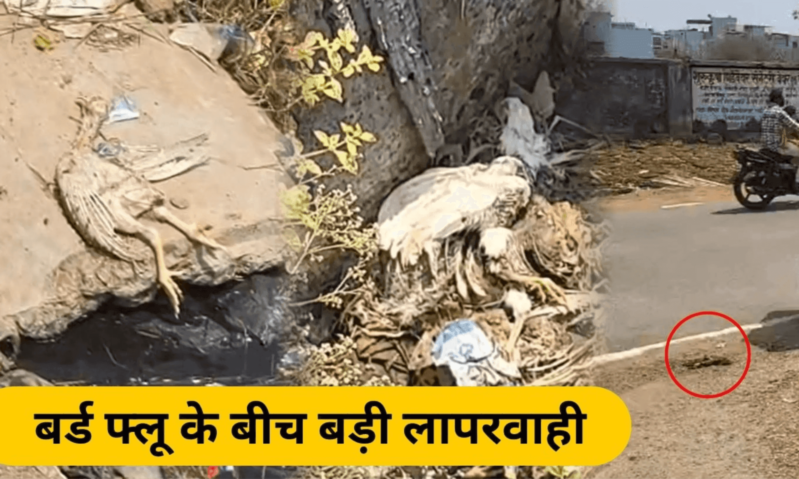 बिलासपुर बर्ड फ्लू अपडेट: कोनी पोल्ट्री फार्म में H5N1 की पुष्टि, 1 किमी का दायरा 'इन्फेक्टेड ज़ोन' घोषित