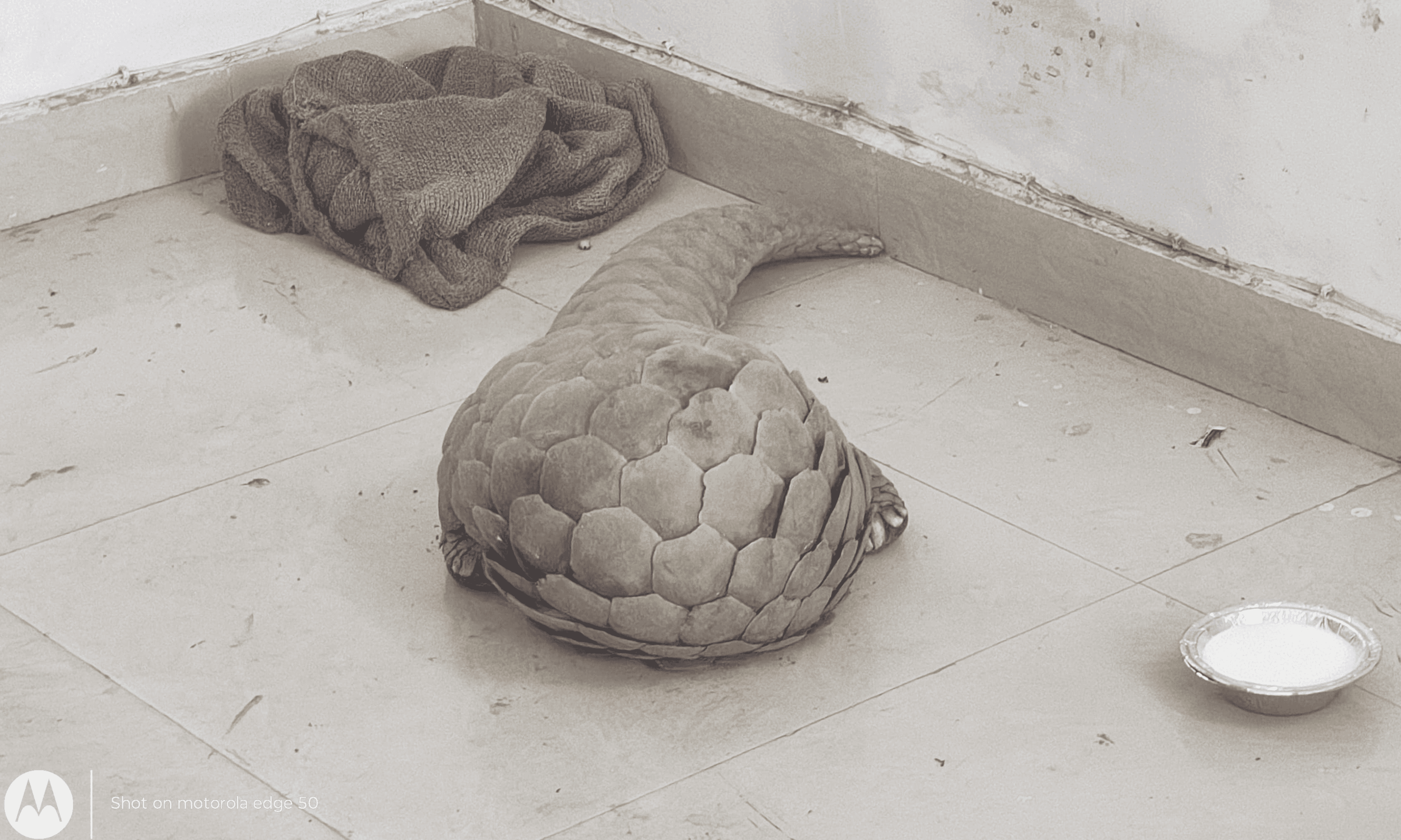 तस्कर गिरफ्तार : रायपुर में पैंगोलिन तस्करी का भंडाफोड़, 50 करोड़ की डील का खुलासा, दो तस्कर गिरफ्तार