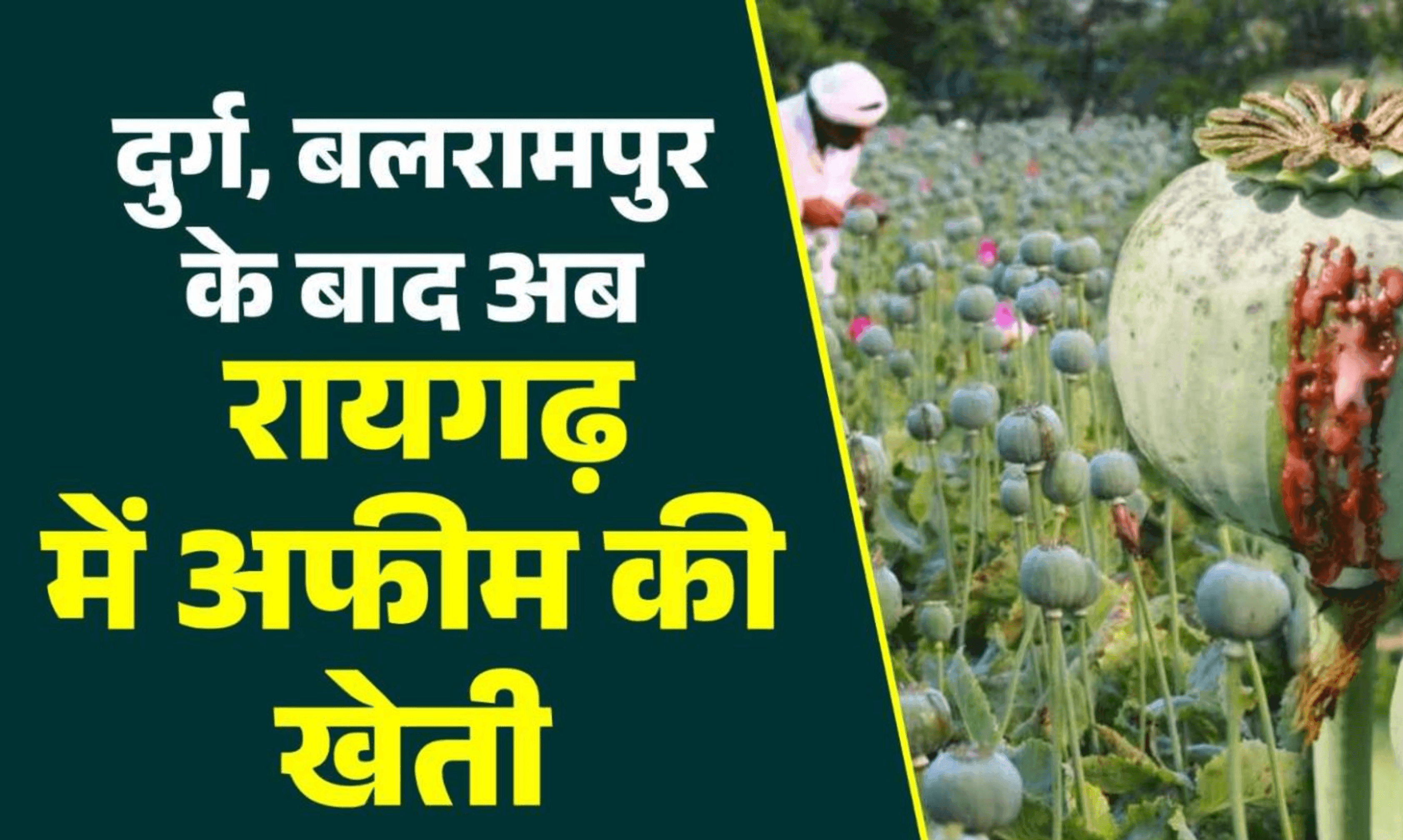 छत्तीसगढ़ में अफीम की खेती का जाल: दुर्ग और बलरामपुर के बाद अब रायगढ़ में पुलिस का छापा