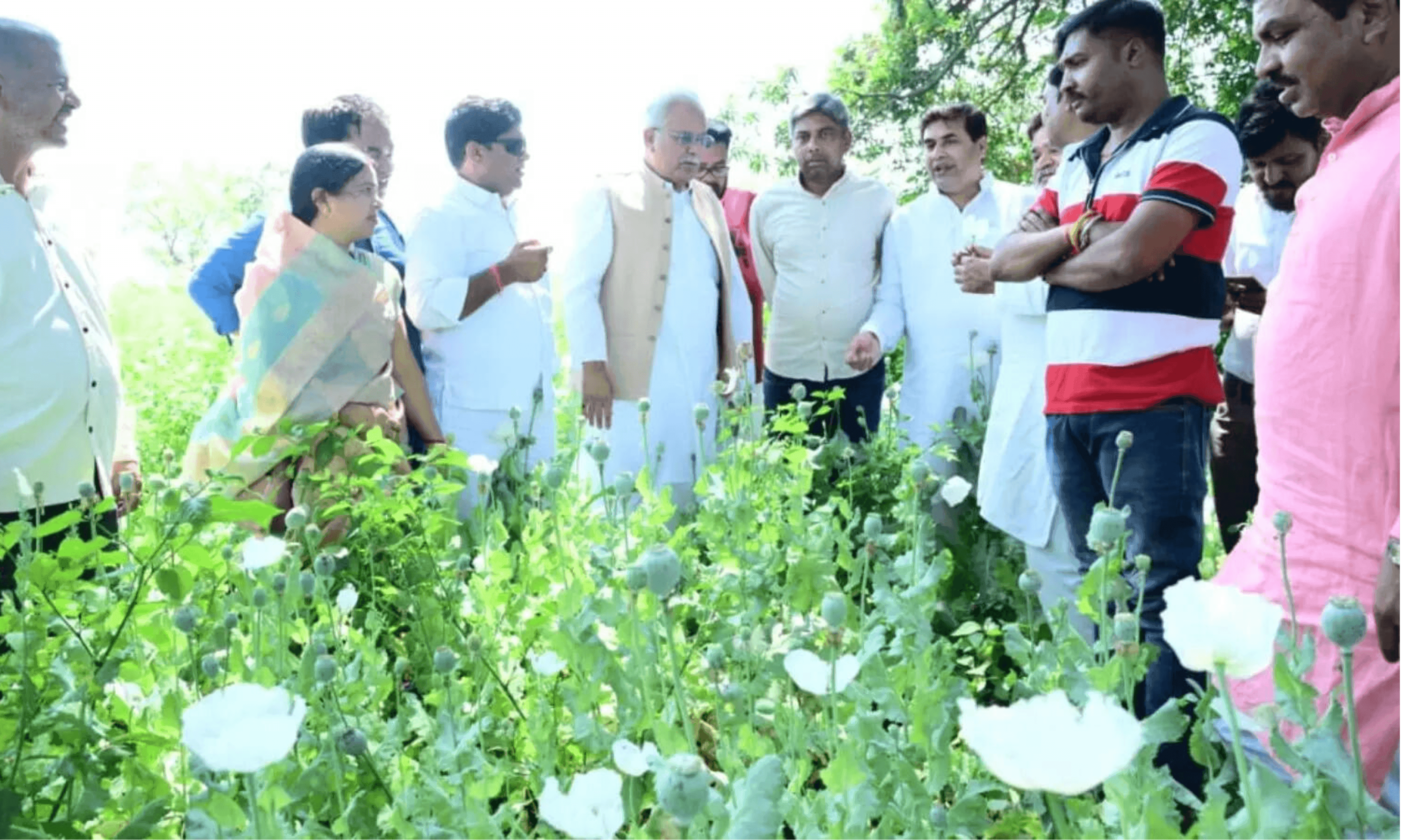 ​"अफीम का छत्तीसगढ़": बलरामपुर में अवैध खेती पर भड़के भूपेश बघेल, भाजपा को घेरा; बोले- 'यह सरकार का नया स्टार्टअप'